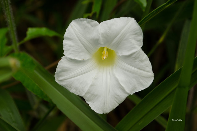Plants with white bloom