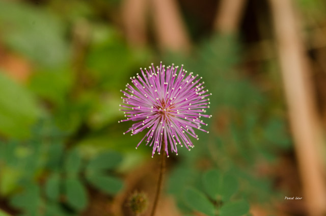 Plants with pink and purple bloom