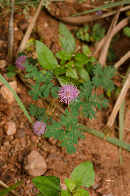 Plants with pink and purple bloom