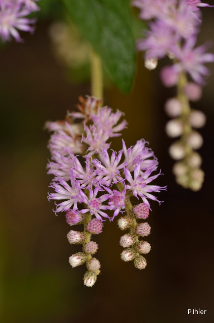 Plants with pink and purple bloom