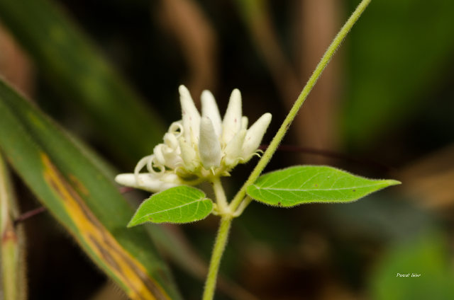 Plants with white bloom