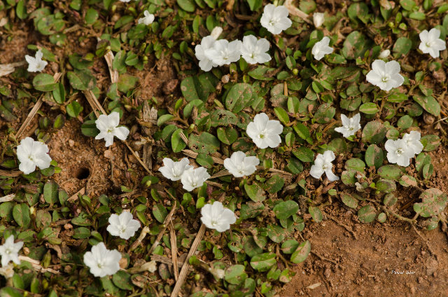 Plants with white bloom