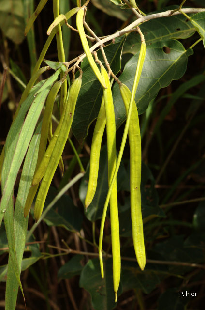 Fruits and seeds