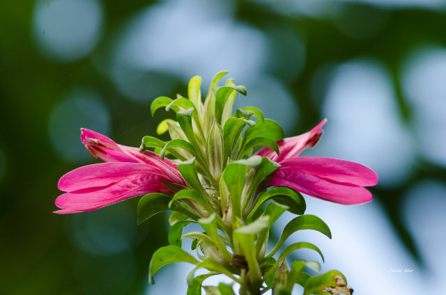 Plants with pink and purple bloom