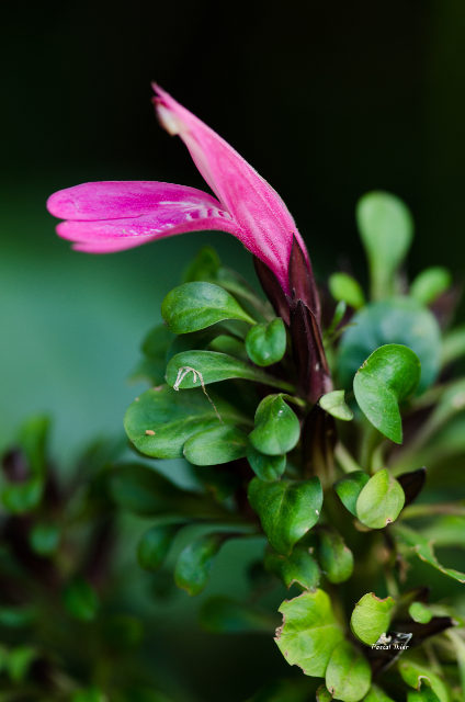 Plants with pink and purple bloom