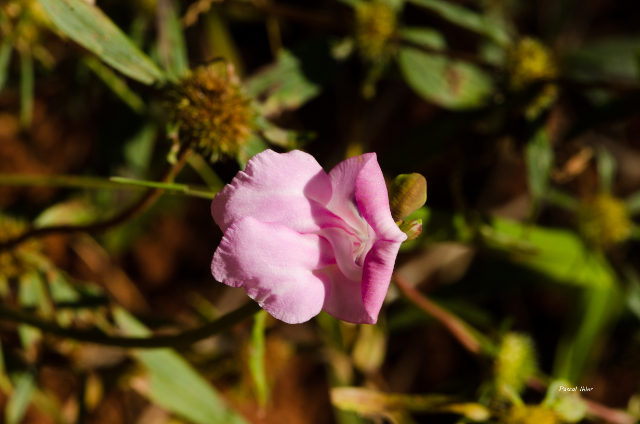 Plants with pink and purple bloom