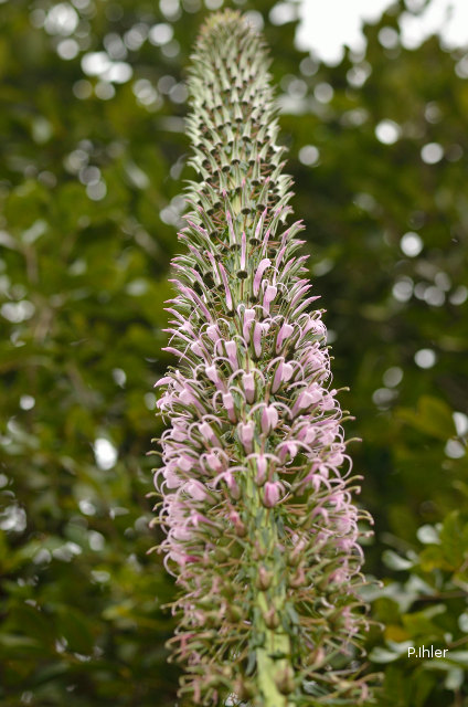 Plants with pink and purple bloom