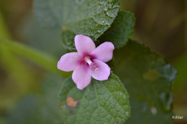 Plants with pink and purple bloom