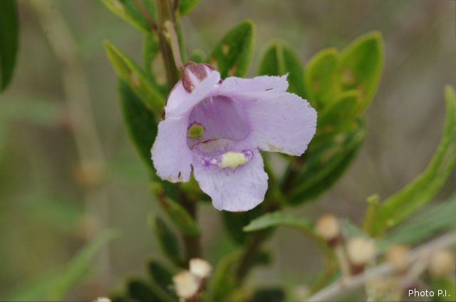 Plantas e arbustos com inflorescência de cor azul