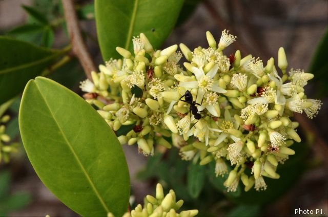 Plants with white bloom