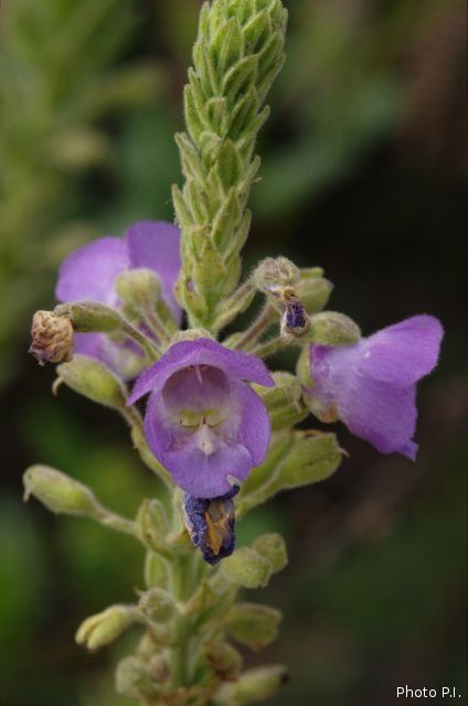 Plantas e arbustos com inflorescência de cor azul