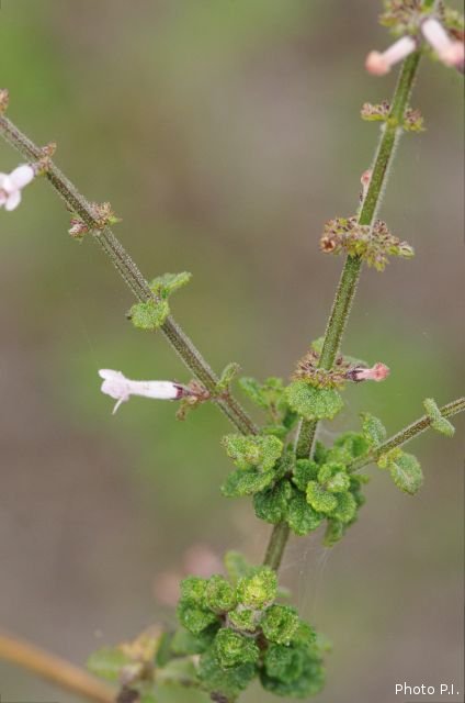 Plantas e arbustos com inflorescência de cor rosa ou roxa
