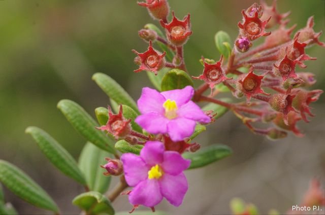 Plantas e arbustos com inflorescência de cor rosa ou roxa