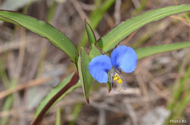 Plantas e arbustos com inflorescência de cor azul