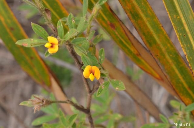 Plants with yellow and golden bloom