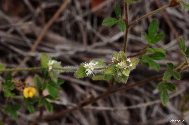 Plants with white bloom