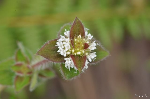 Plants with white bloom