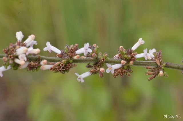 Plants with white bloom