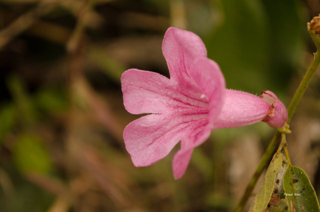 Plants with pink and purple bloom