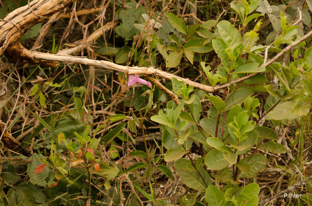 Plants with pink and purple bloom