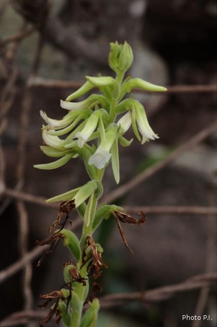 Plants with white bloom