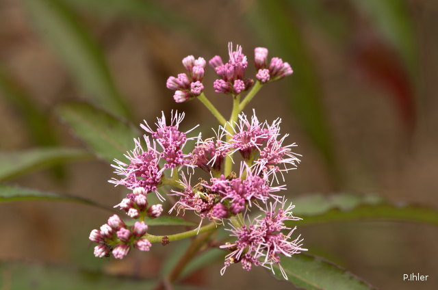Plants with pink and purple bloom