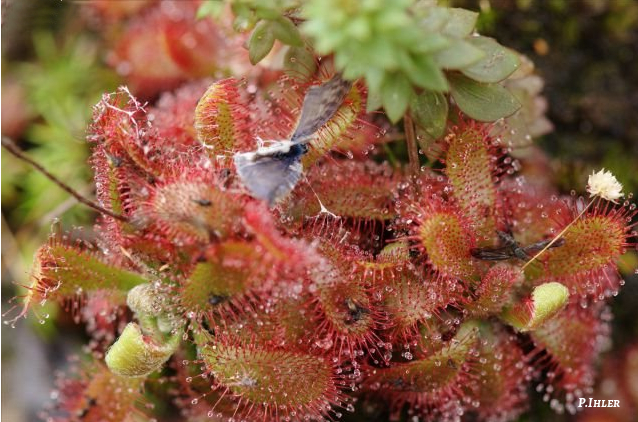 Special plants