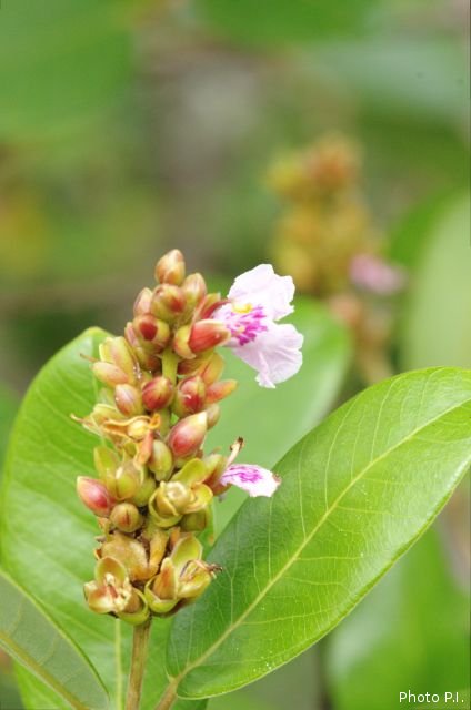 Plants with pink and purple bloom