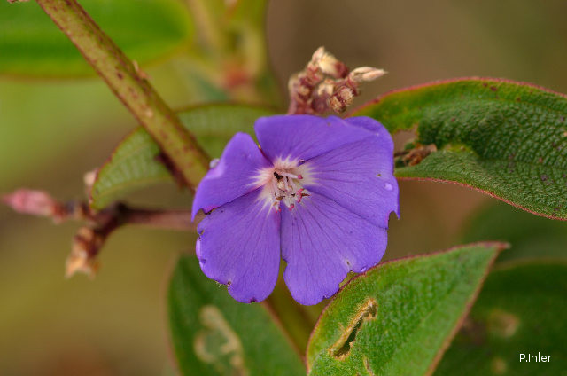 Plantas e arbustos com inflorescência de cor azul