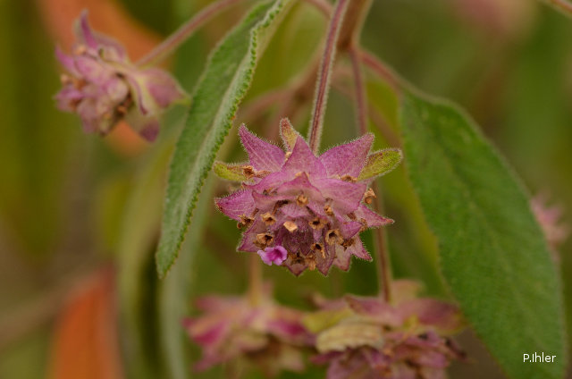 Plants with pink and purple bloom