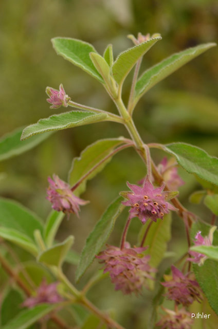 Plants with pink and purple bloom