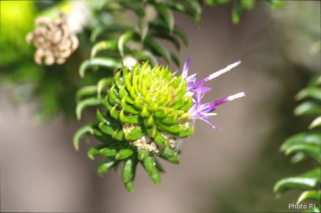Plantas e arbustos com inflorescência de cor rosa ou roxa