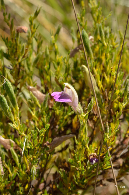 Plants with pink and purple bloom