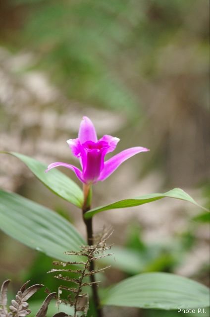 Orchids plants