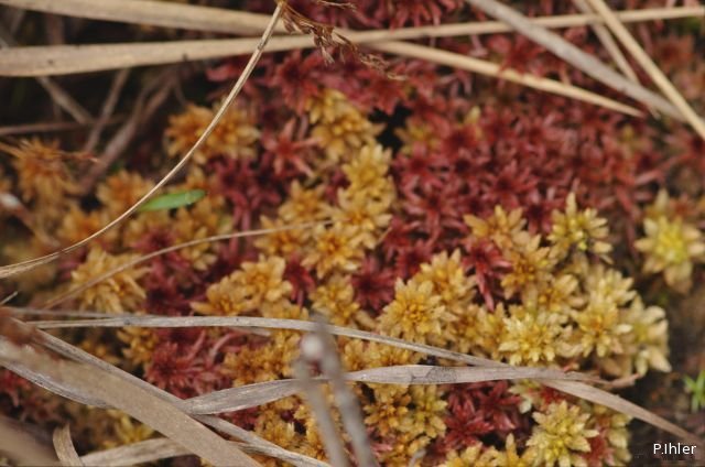 O lichen (organismo) que não pertence ao Reino Plantae