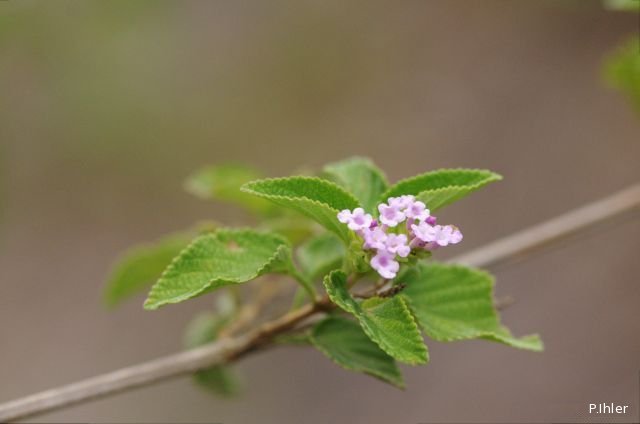 Plants with pink and purple bloom