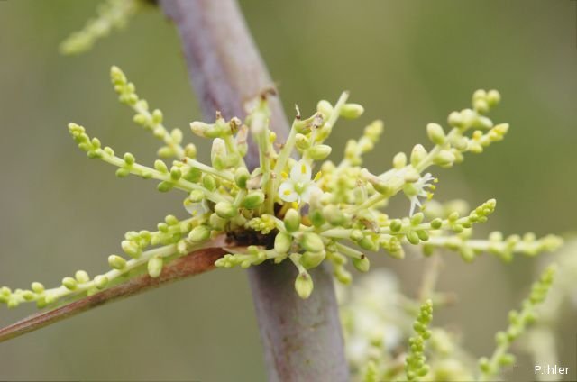 Plants with white bloom