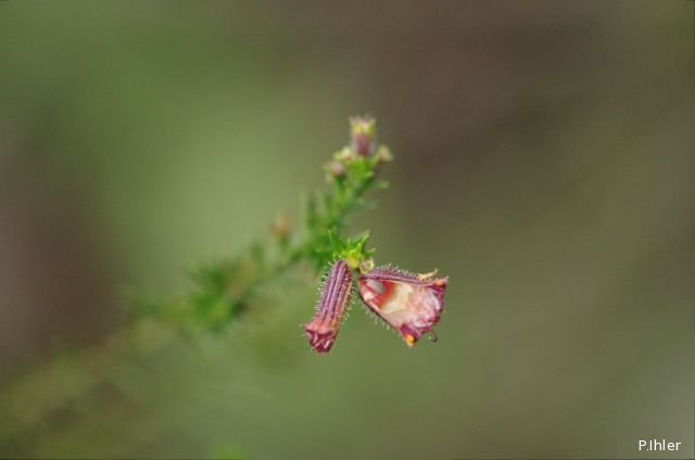 Plants with red bloom