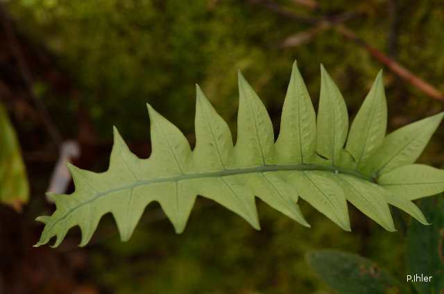 The ferns - vascular plants with spores (without flowers or seeds)