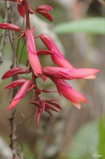 Plants with red bloom