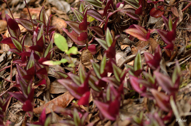 Special plants