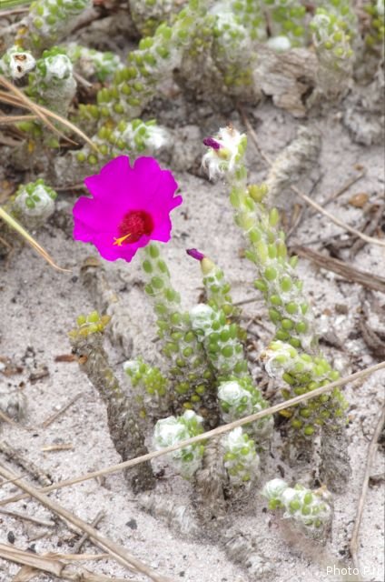 Plantas e arbustos com inflorescência de cor rosa ou roxa