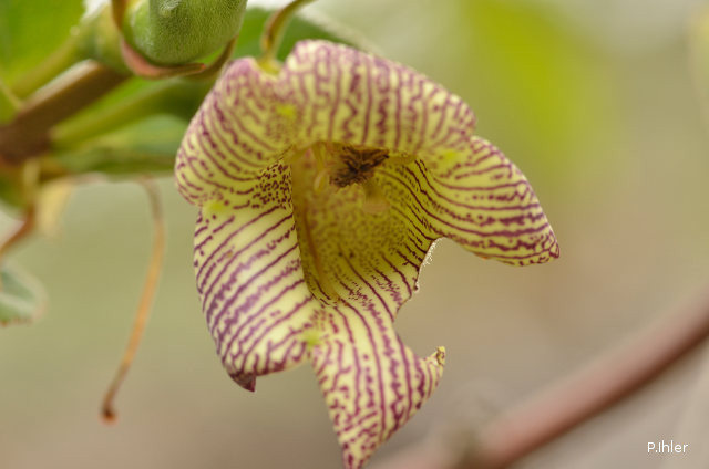 Plants with pink and purple bloom