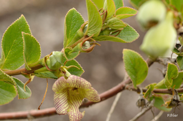 Plants with pink and purple bloom
