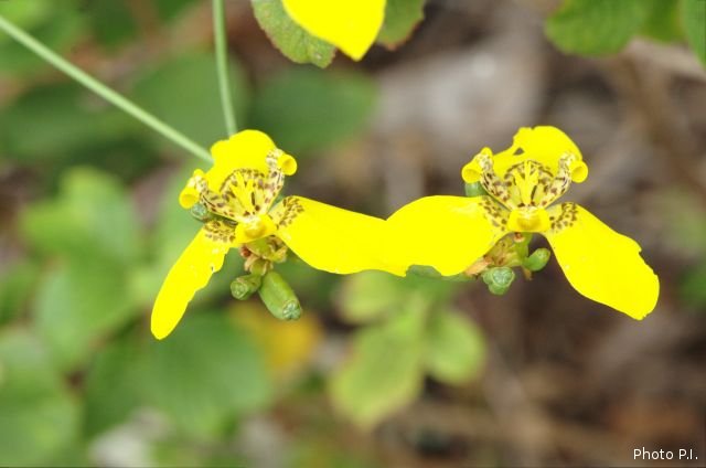 Plants with yellow and golden bloom