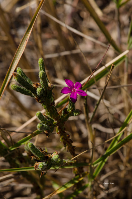 Plants with pink and purple bloom