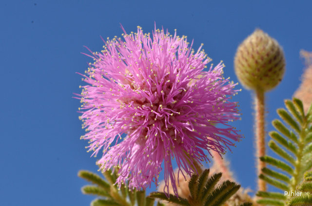 Plantas e arbustos com inflorescência de cor rosa ou roxa