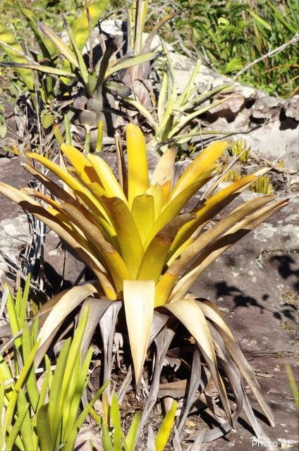 Bromeliads plants and similar