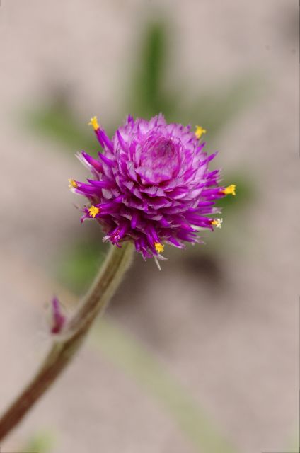 Plants with pink and purple bloom