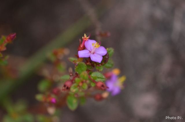 Plantas e arbustos com inflorescência de cor rosa ou roxa